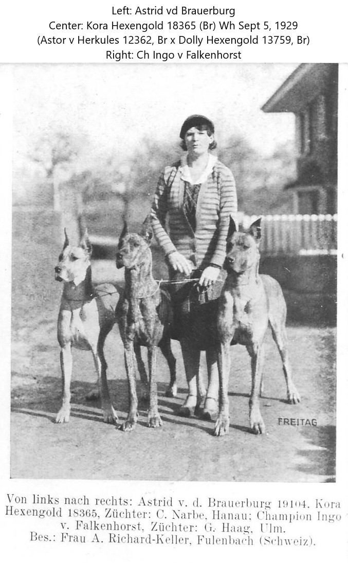 Astrid vd Brauerburg Kora Hexengold Ingo v Falkenhorst